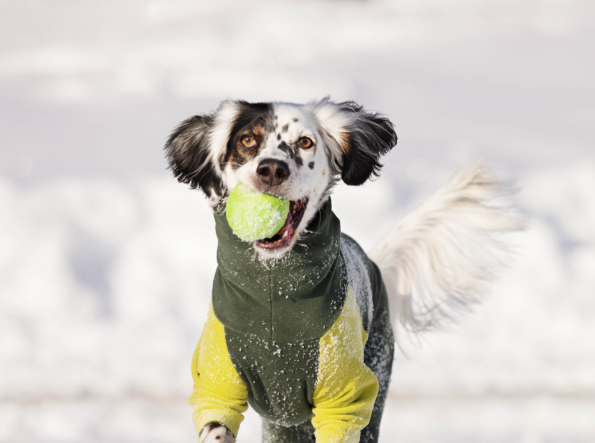 Is your dog ready to tackle this cold weather?