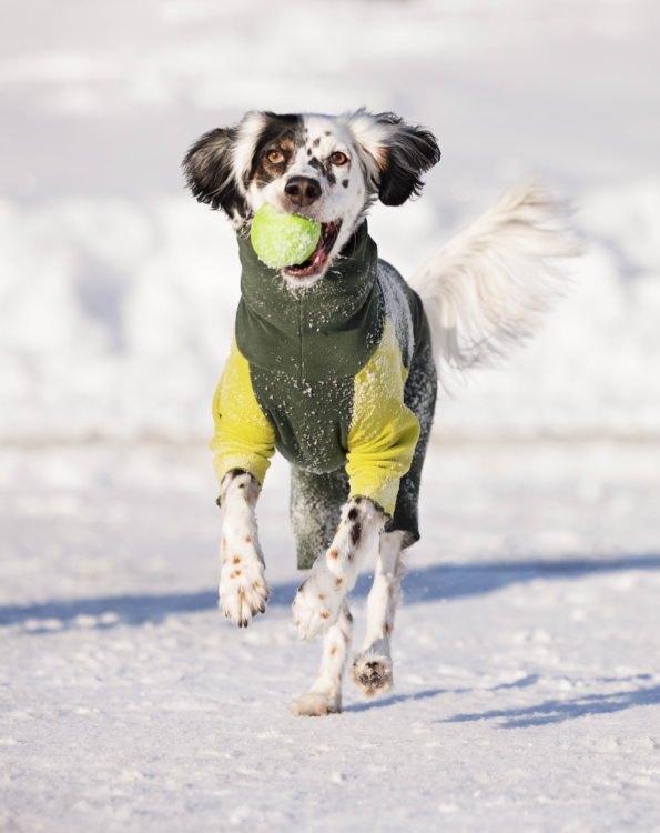 Is your dog ready to tackle this cold weather?